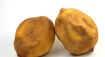 Limoni vecchi: scopri cosa faccio. Non buttarli mai, valgono oro