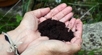 Il giardiniere mi ha detto di non usare i fondi di caffè su tutte le piante, ma solo su queste.