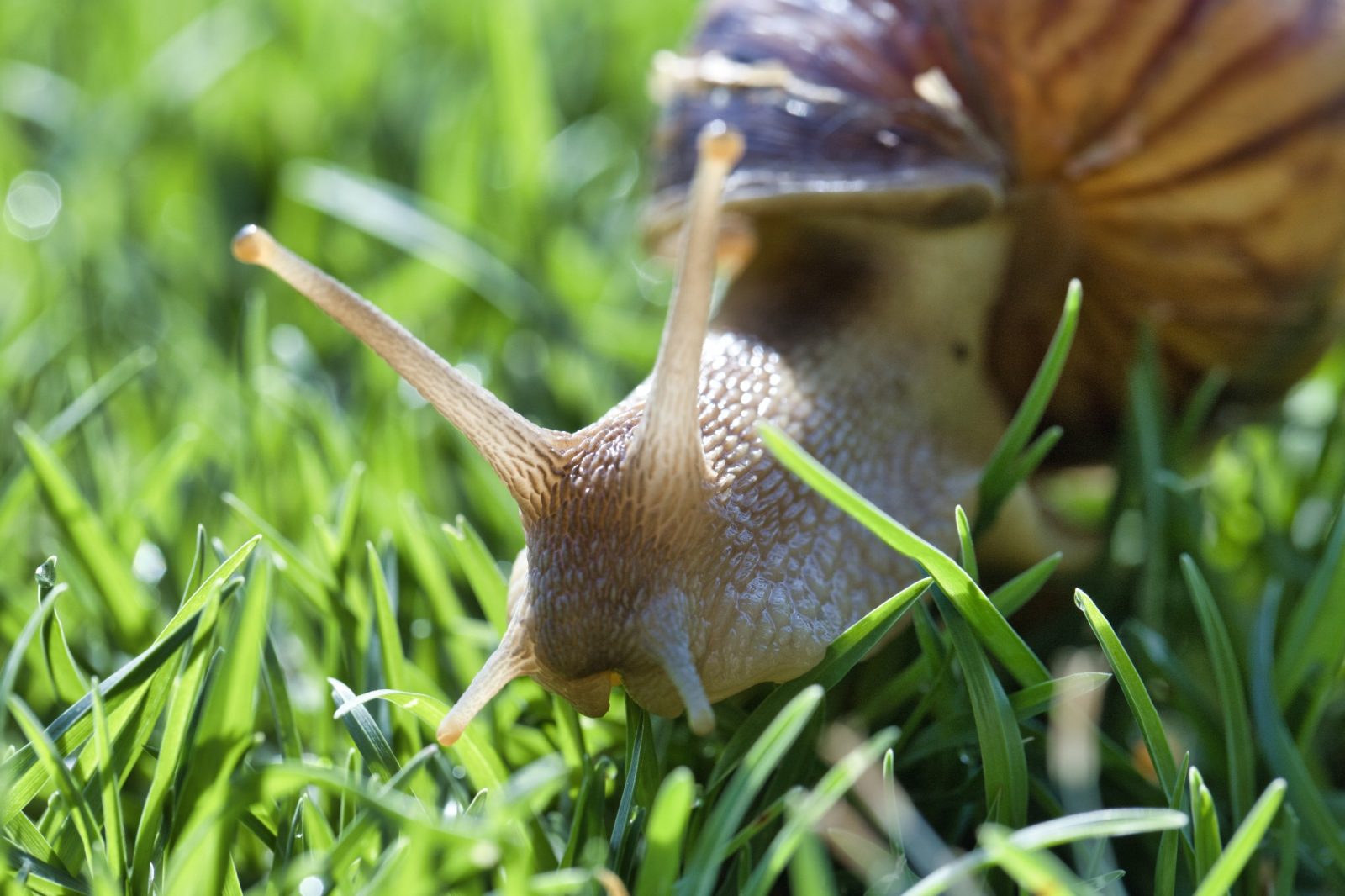 Lumache nel giardino o nell’orto: ho risolto così e non sono più tornate