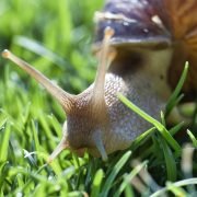 Lumache nel giardino o nell’orto: ho risolto così e non sono più tornate