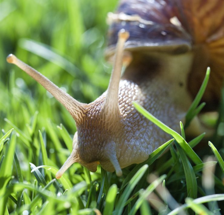 Lumache nel giardino o nell’orto: ho risolto così e non sono più tornate