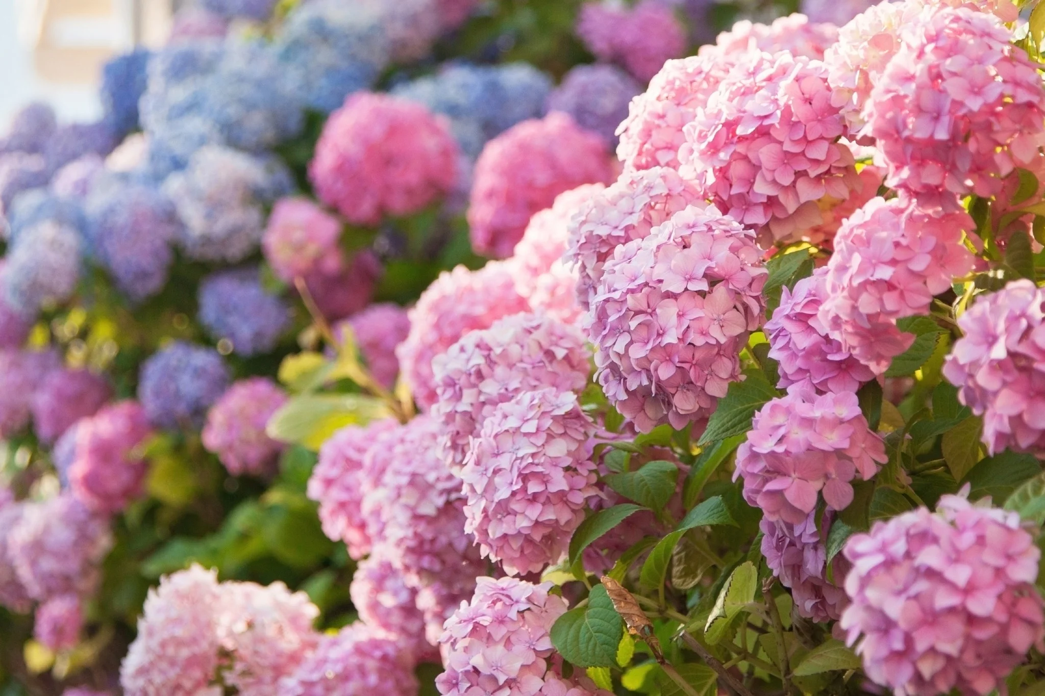 Da quanto utilizzo questo ingrediente per le mie ortensie, la loro fioritura è incantevole!