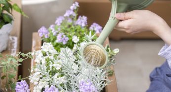 Uso il bicarbonato anche in giardino come mi ha insegnato mia nonna: è fenomenale e risolve tutti i guai!