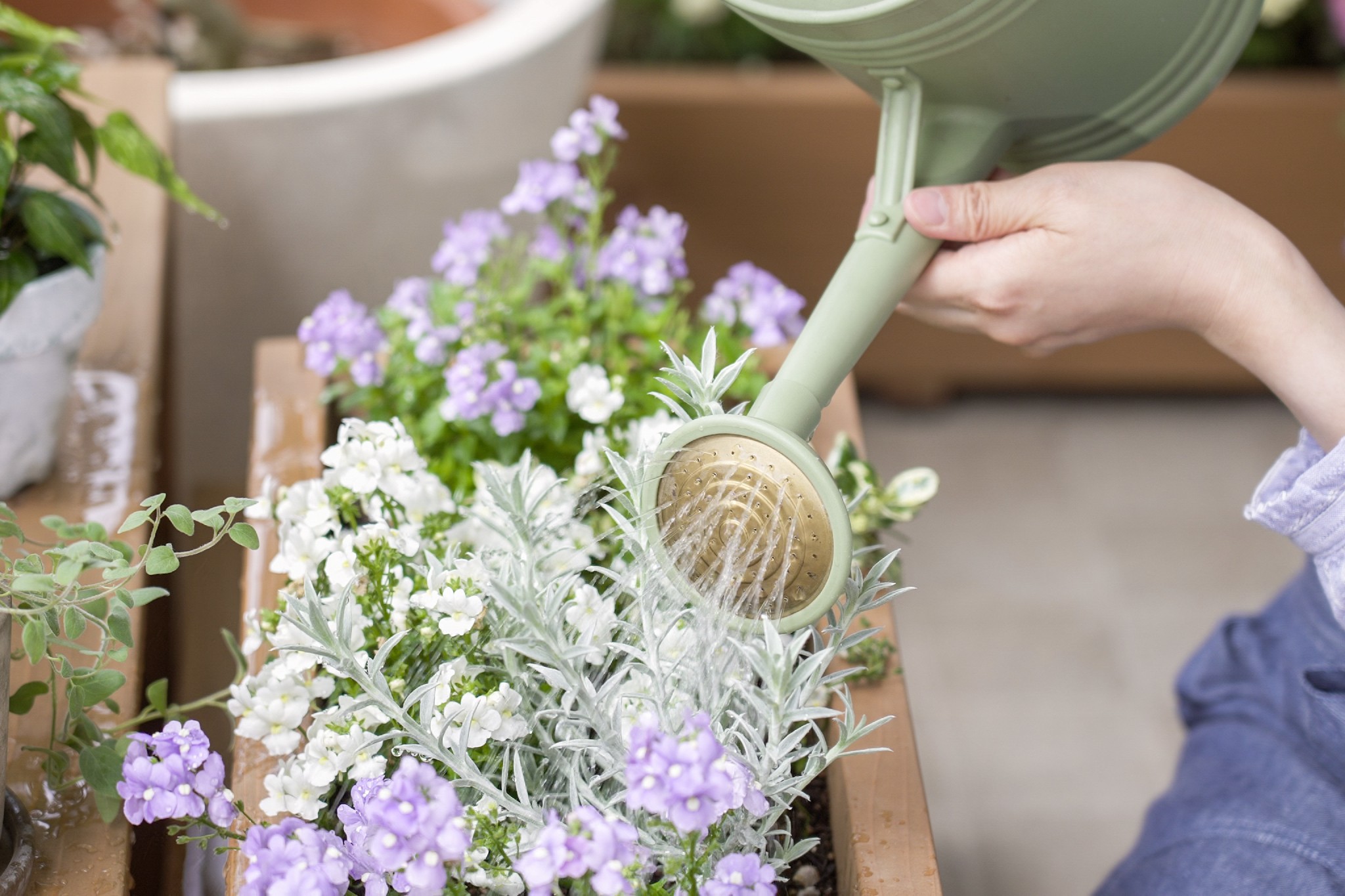 Uso il bicarbonato anche in giardino: è fenomenale e risolve tutti i guai!