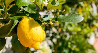 Quando la mia pianta di limoni non da frutti, io la concimo così