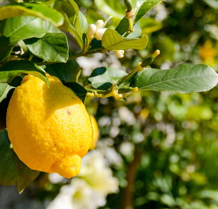 Quando la mia pianta di limoni non da frutti, io la concimo così