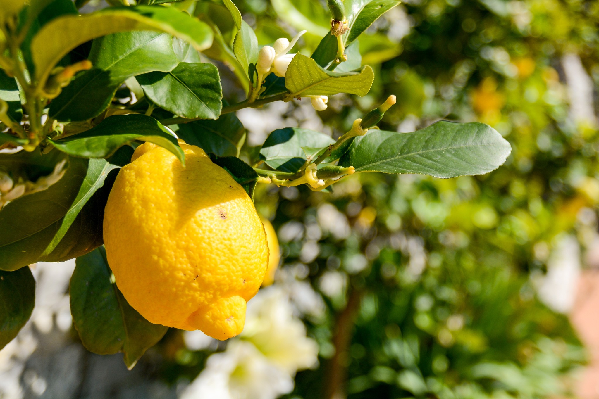 Quando la mia pianta di limoni non da frutti, io la concimo così