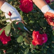 Ho imparato da mio nonno a moltiplicare le rose partendo solo da un ramo