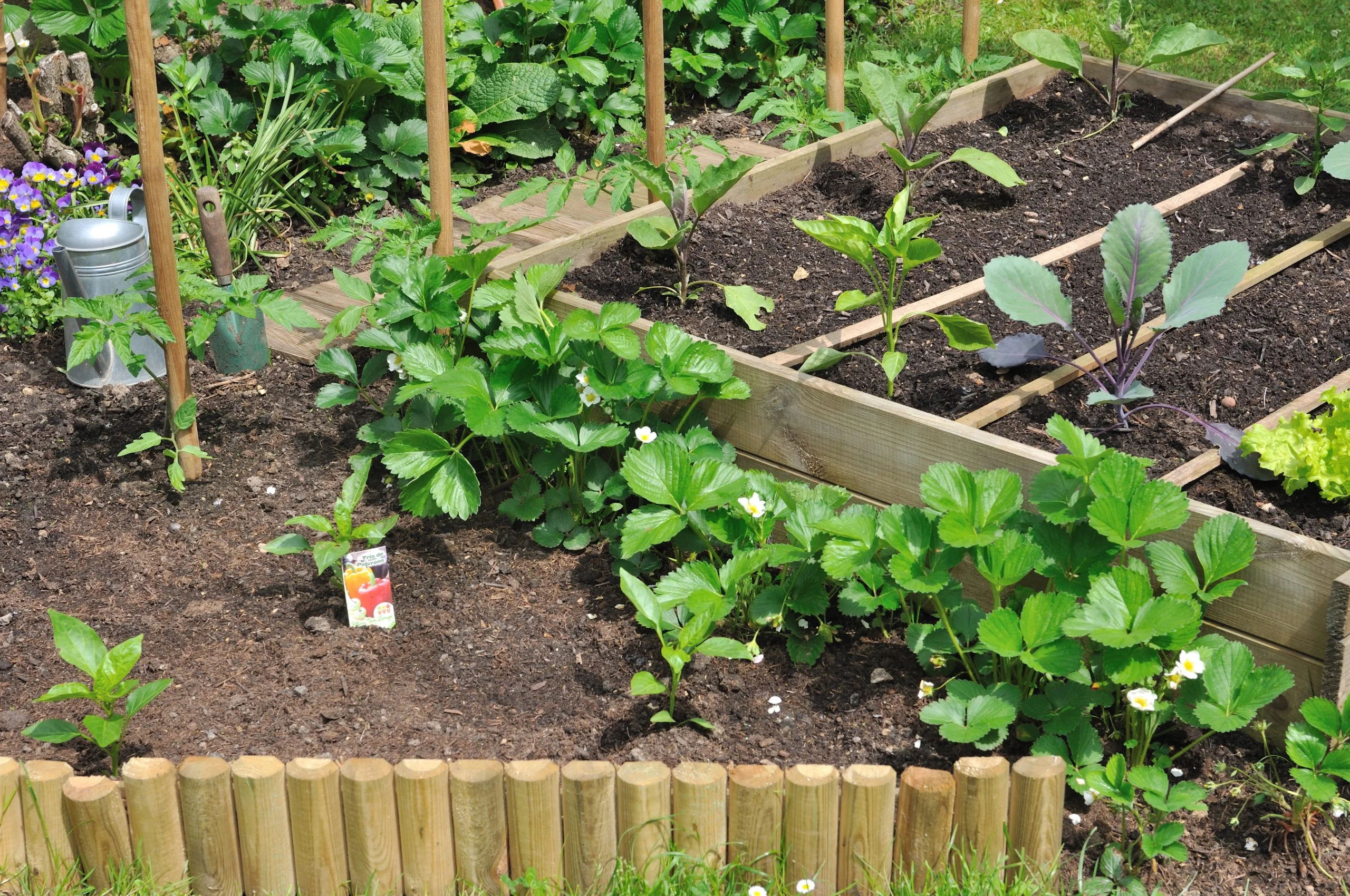 Ortaggi fondamentali da piantare a maggio: orto, giardino e terrazzo