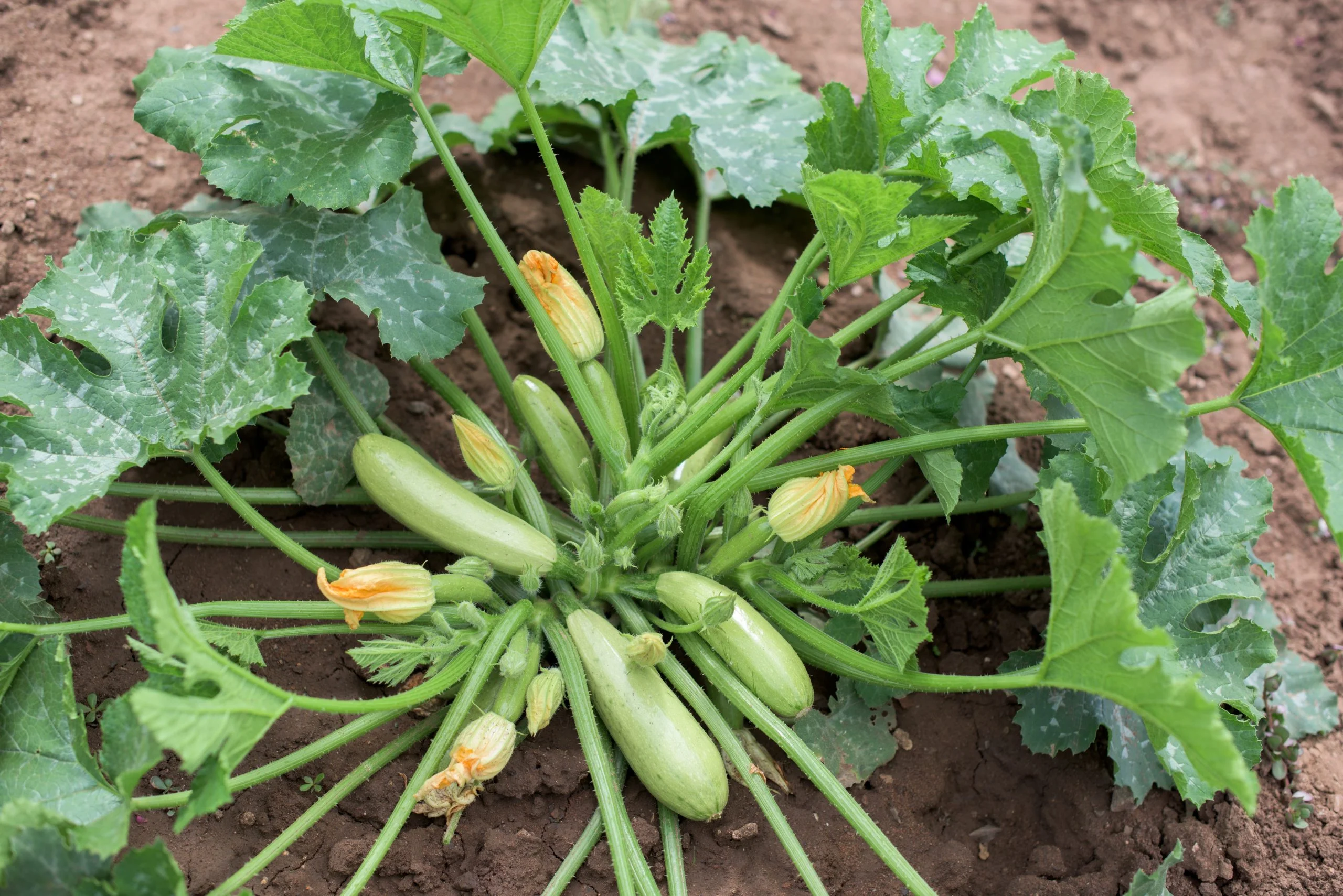 Zucchine: per un raccolto abbondante mai piantarle vicino a queste colture!