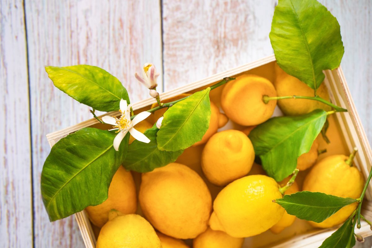 Foglie di limone: come utilizzarle in cucina e non solo!