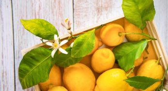 Foglie di limone: come utilizzarle in cucina e non solo!