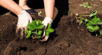 Come moltiplicare le fragole in pochi minuti e senza spendere un euro!