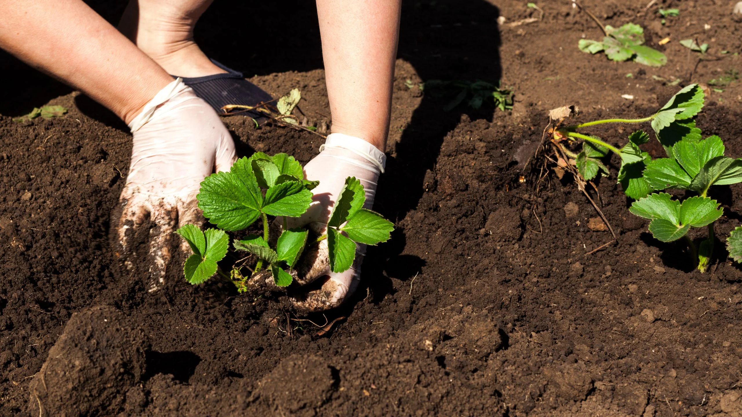 Come moltiplicare le fragole in pochi minuti e senza spendere un euro!