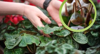 Ciclamino: hai mai notato le palline bianche nel vaso? Ti spiego cosa sono e cosa fare!