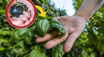 Coltiva questi fiori vicino al basilico e vedrai che risultati! Non lo sapeva nessuno