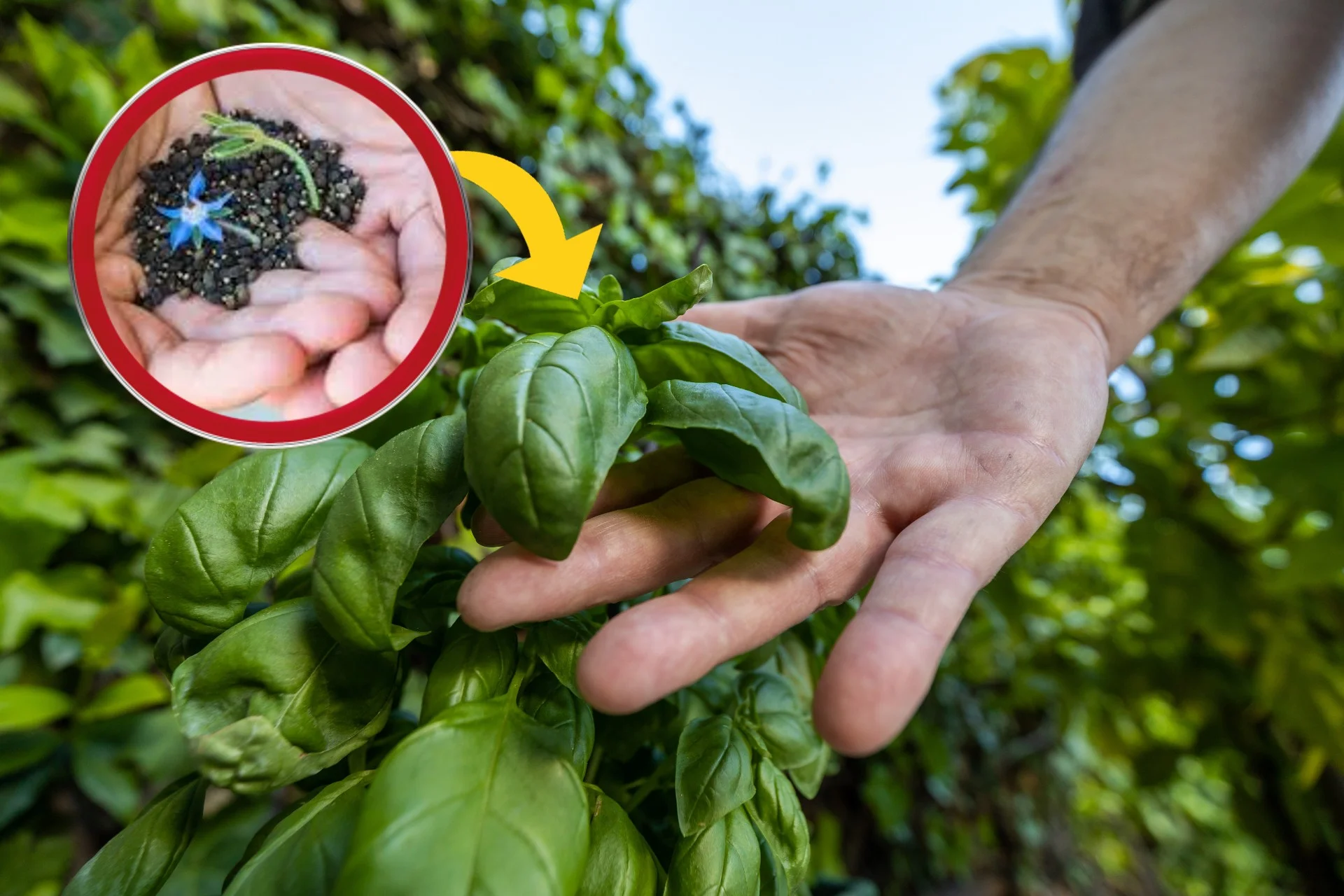 Coltiva questi fiori vicino al basilico e vedrai che risultati! Non lo sapeva nessuno