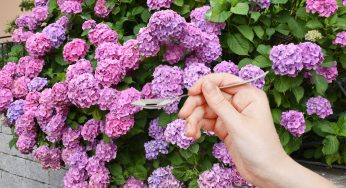 Ortensie, ne basta solo un cucchiaio e in poco più di 20 ore vedrai che cambiamento!