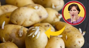 Patate: come non farle germogliare. Il trucco infallibile della nonna per conservarle