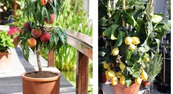 Alberi in vaso da balcone 2023: la nuova tendenza che sta spopolando!