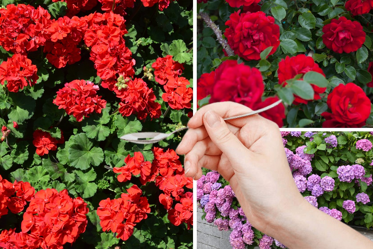 Ne basta 1 cucchiaio per far fiorire rose, gerani e ortensie