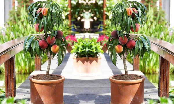 Alberi in vaso da balcone 2023