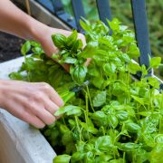 Raccolgo così le foglie di basilico: ecco come fare per non rovinare la piantina