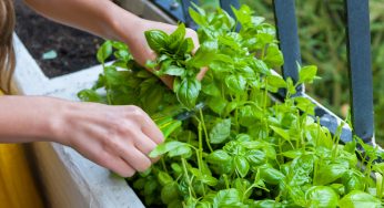 Raccolgo così le foglie di basilico: come fare per non rovinare la piantina