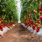 Ho triplicato il raccolto dei pomodori innaffiandoli così