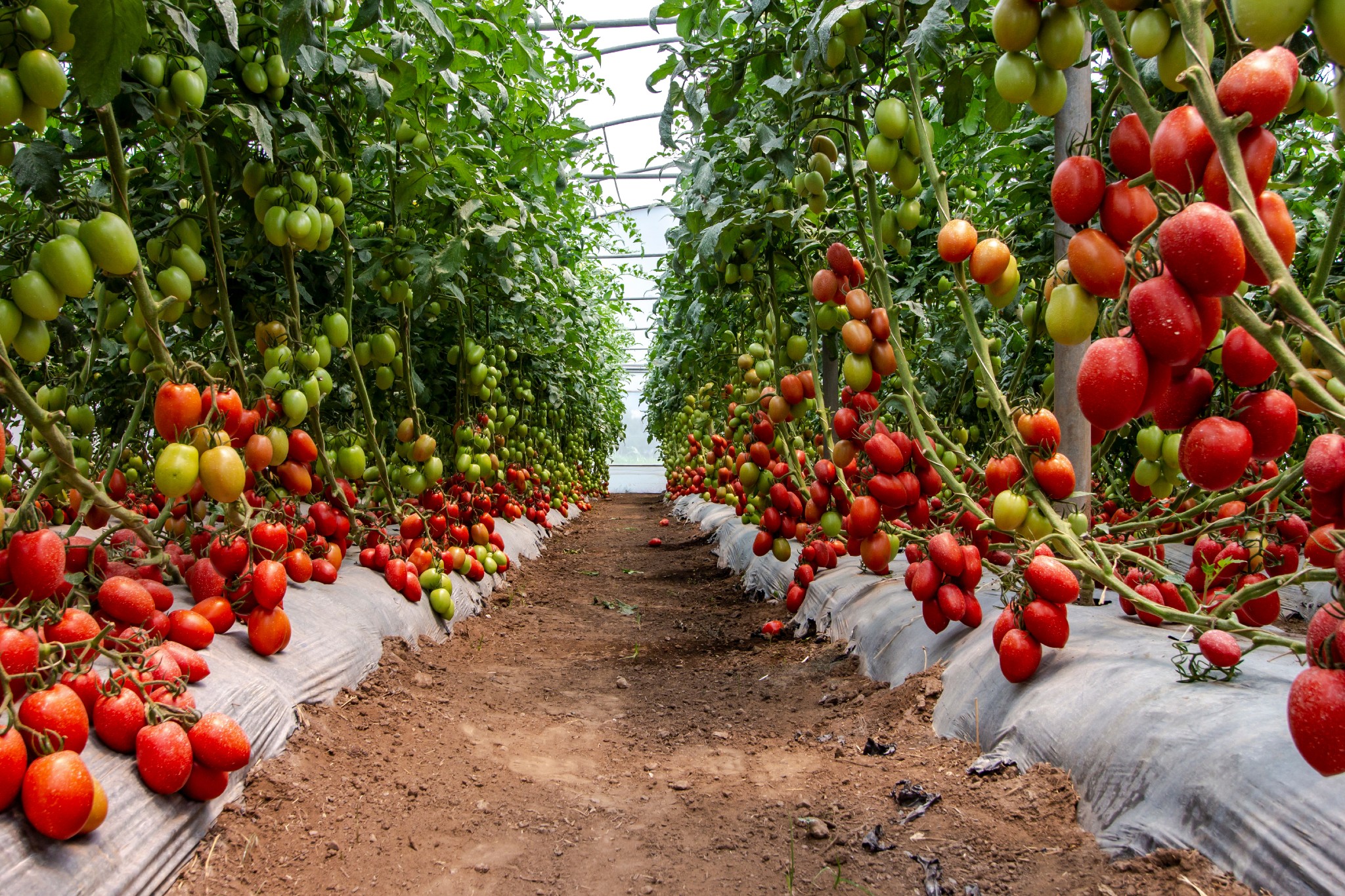 Ho triplicato il raccolto dei pomodori innaffiandoli così