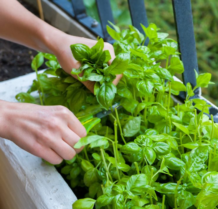 Raccolgo così le foglie di basilico: ecco come fare per non rovinare la piantina