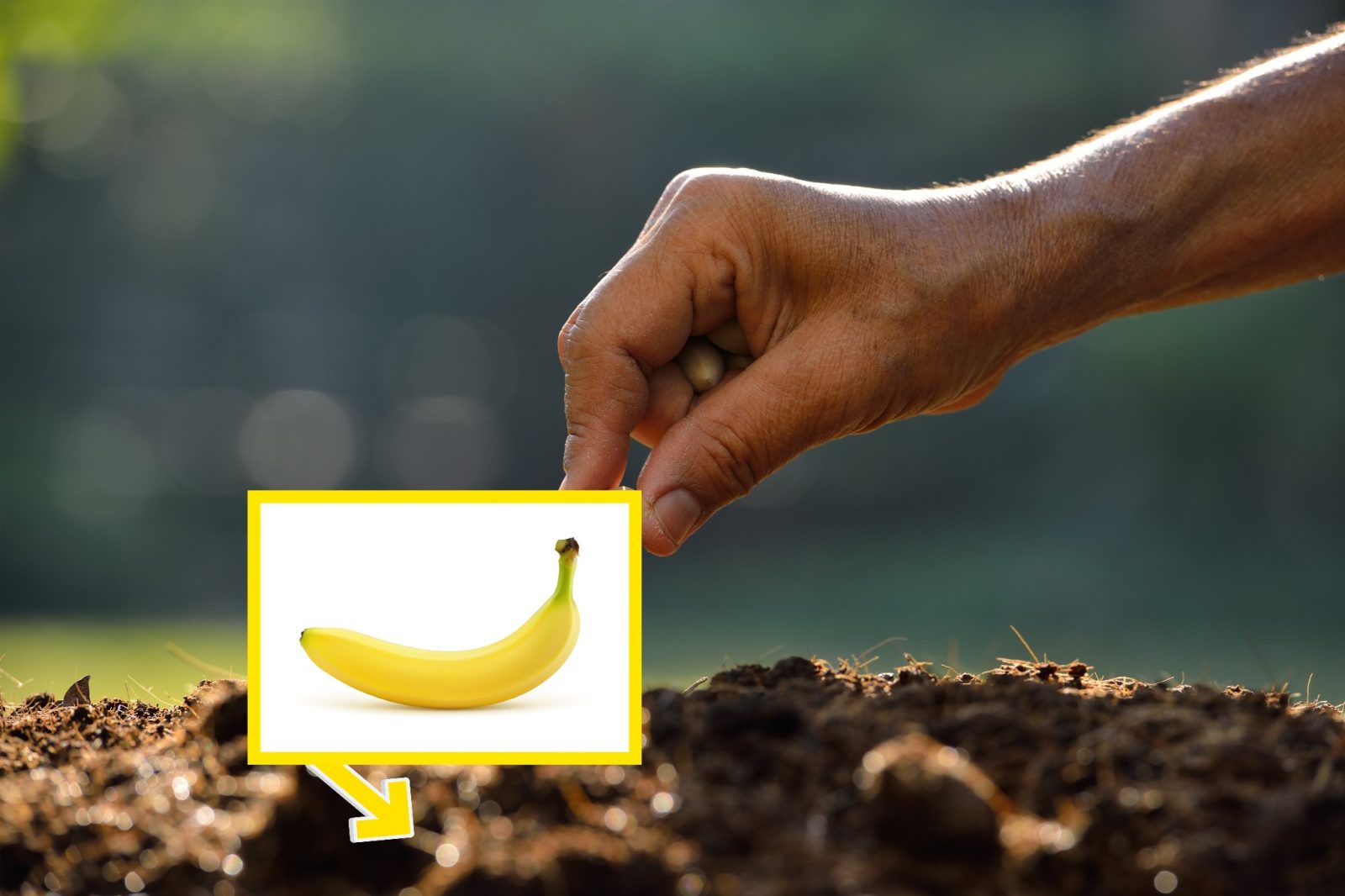 Ho interrato una banana: dopo 7 giorni ha fatto meraviglie!