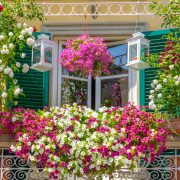 Queste sono le piante che resistono al sole diretto da invasare in balcone