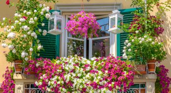 Queste sono le piante più resistenti al sole diretto per un balcone sempre in fiore!