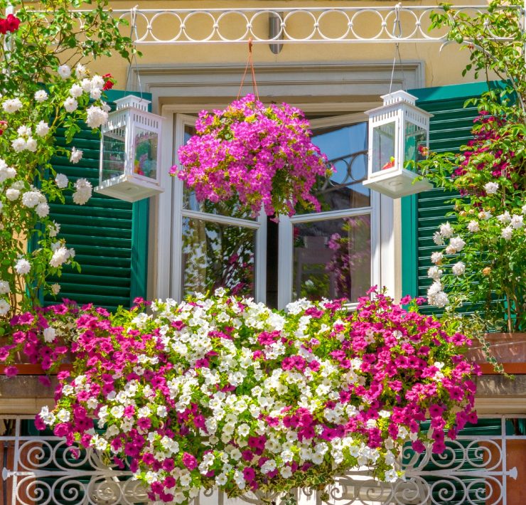 Queste sono le piante che resistono al sole diretto da invasare in balcone