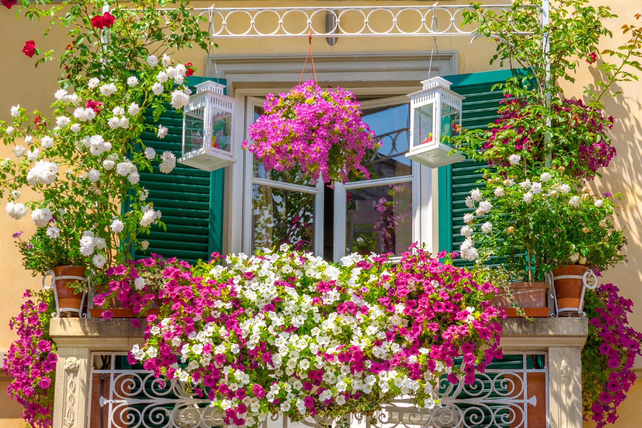 Queste sono le piante che resistono al sole diretto da invasare in balcone