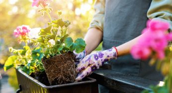 I miei gerani sono splendidi e fioriti: uso un fertilizzante insolito, ma potentissimo