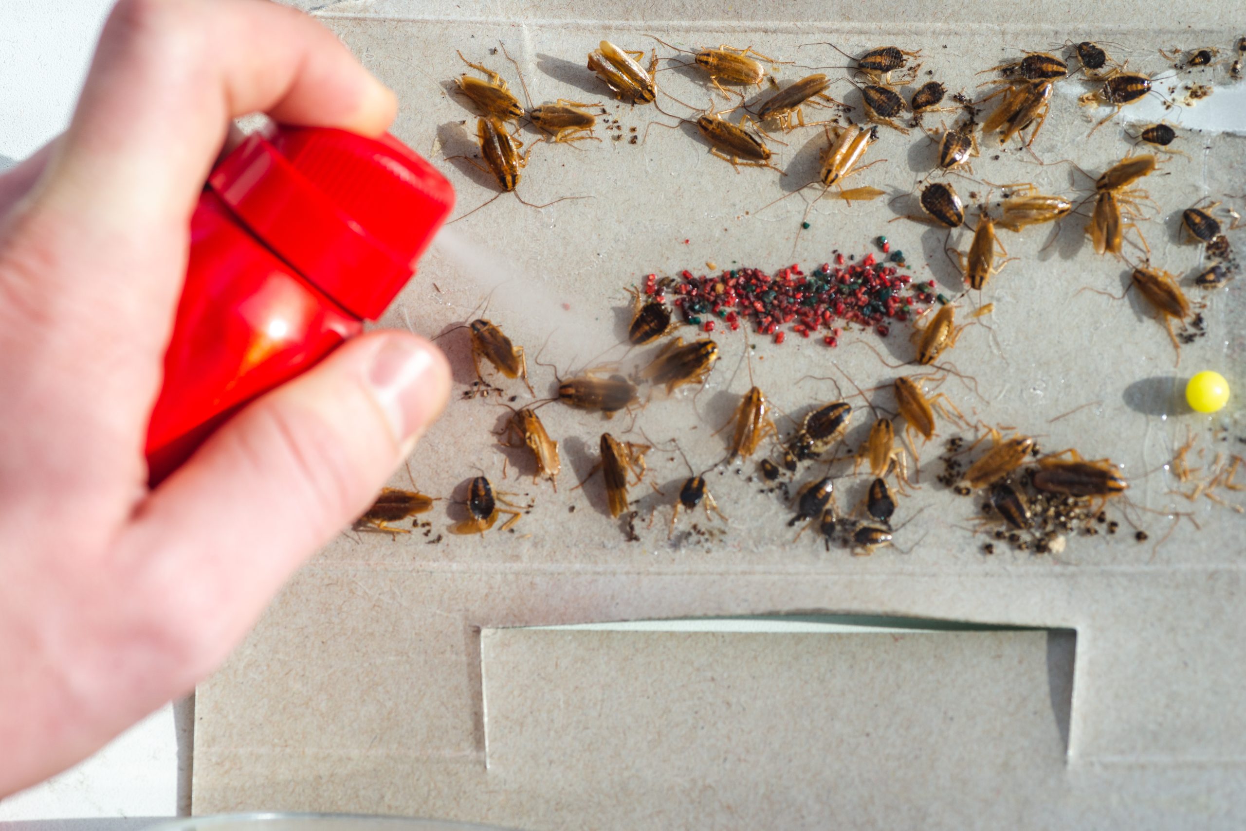 Elimina scarafaggi, mosche e zanzare con questo mix a base di ingredienti da cucina