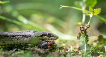 Serpenti e bisce in giardino: queste piante mi hanno salvato la vita