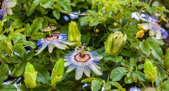 Passiflora Caerulea, come coltivarla per una fioritura spettacolare!