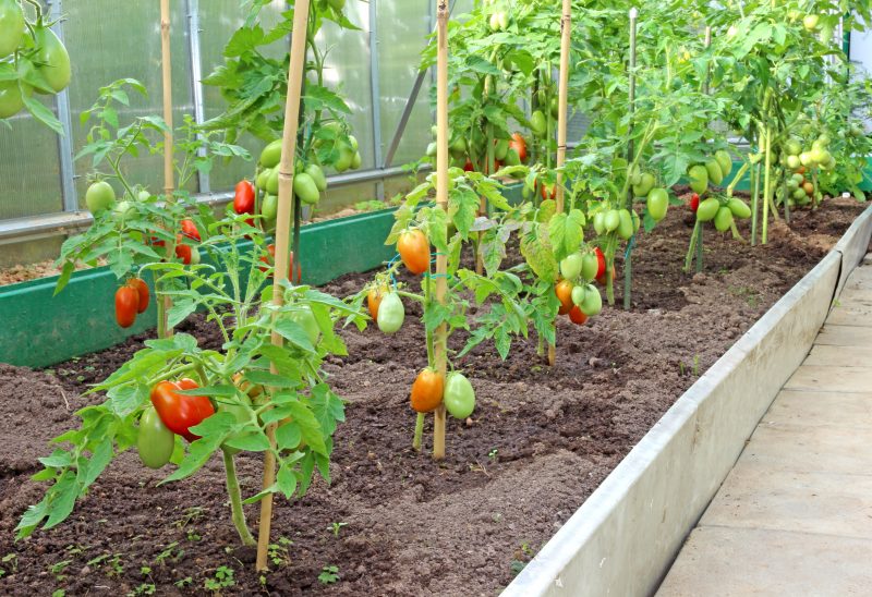 Ne plantez jamais de tomates et d’oignons au même endroit : un expert ...