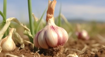 Il momento giusto per raccogliere l’aglio nell’orto e in che modo farlo