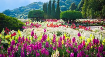 Giardino d’estate: questa la lista dei fiori più colorati da coltivare!