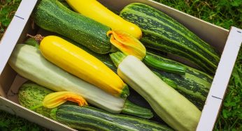 Sai perché le Zucchine diventano amare? Fai molta Attenzione!