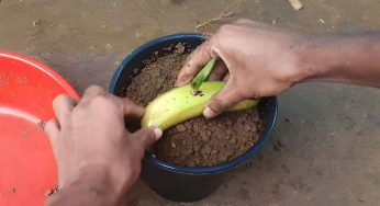 Interra una banana e guarda cosa accade. Dopo 1 settimana il risultato ti stupirà