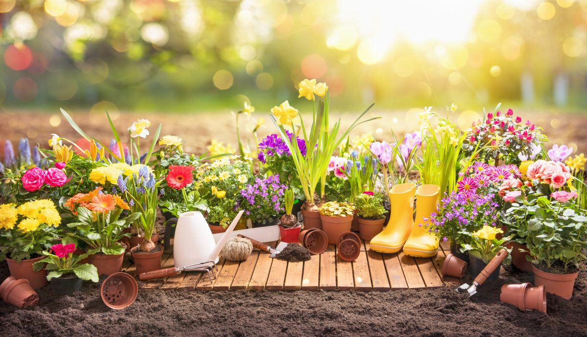 Piante perenni per aiuole al sole, il tuo giardino farà invidia a tutti