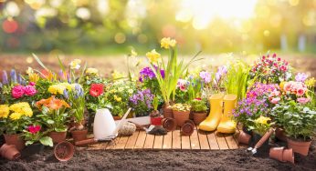 Piante perenni per aiuole al sole, il tuo giardino farà invidia a tutti