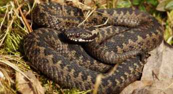 L’ingrediente segreto che ti serve per allontanare i serpenti dal tuo giardino