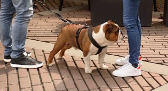 Cani in condominio, cambiano le regole: rischi una multa salatissima se non fai questo!