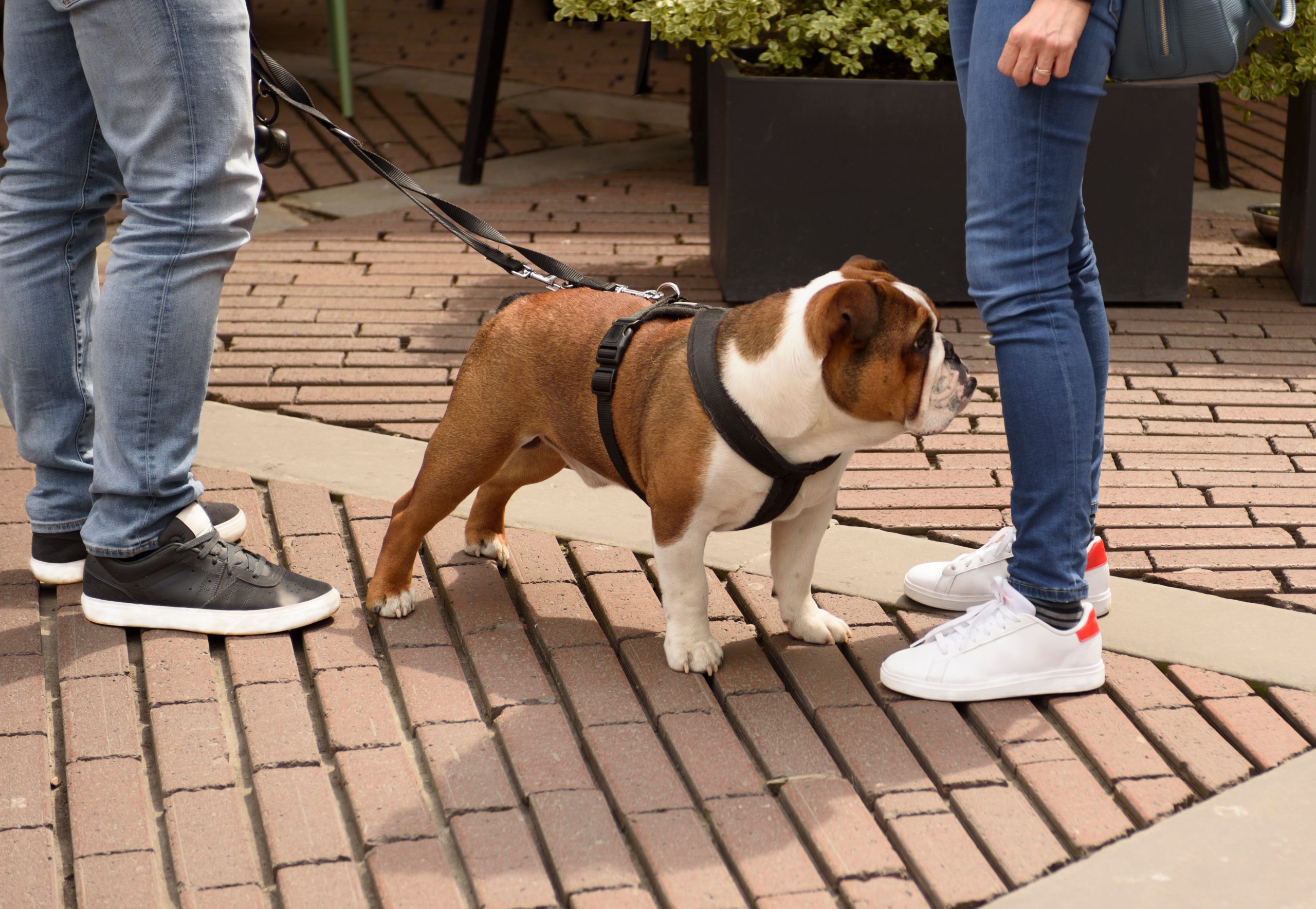 Cani in condominio, cambiano le regole: rischi una multa salatissima se non fai questo!